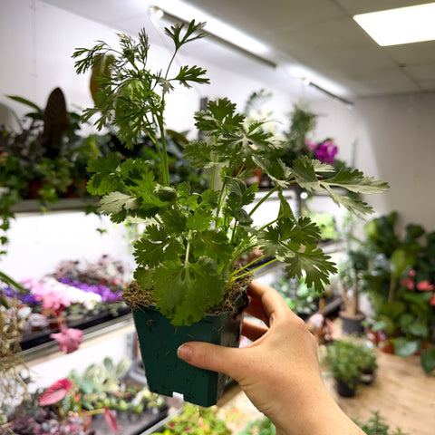 Coriandrum sativum - Coriander - British Grown Culinary Herb - Sprouts of Bristol