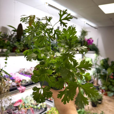 Coriandrum sativum - Coriander - British Grown Culinary Herb - Sprouts of Bristol