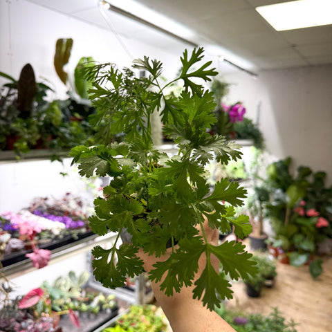 Coriandrum sativum - Coriander - British Grown Culinary Herb - Sprouts of Bristol