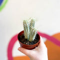 Corn Cob Cactus - Euphorbia mammillaris variegata - Sprouts of Bristol