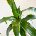 Corn Plant - Dracaena fragrans 'Dorado' - Sprouts of Bristol