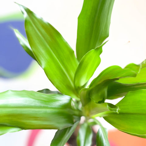Corn Plant - Dracaena fragrans 'Gold Coast' - Sprouts of Bristol