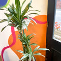 Corn Plant - Dracaena fragrans 'Ulises' - Sprouts of Bristol