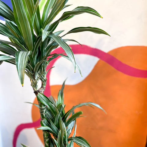 Corn Plant - Dracaena fragrans 'Ulises' - Sprouts of Bristol