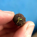 Cornflower Wildflower Seedball Tubes - Sprouts of Bristol