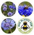 Cornflower Wildflower Seedball Tubes - Sprouts of Bristol