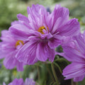 Cosmos 'Fizzy Pink' Seeds - Sprouts of Bristol
