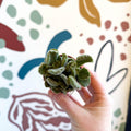 Cotyledon ladismithiensis - Bear Paws Succulent - Sprouts of Bristol