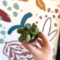 Cotyledon ladismithiensis - Bear Paws Succulent - Sprouts of Bristol