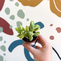 Cotyledon ladismithiensis 'Yellow Variegata' - Bear Paws Succulent - Sprouts of Bristol