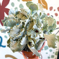 Cotyledon undulata - Silver Crown Plant - Sprouts of Bristol