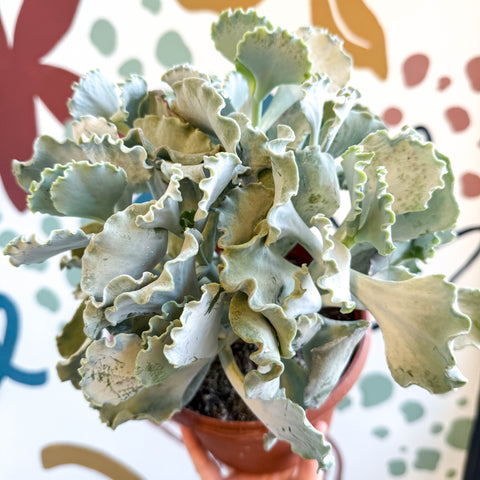 Cotyledon undulata - Silver Crown Plant - Sprouts of Bristol
