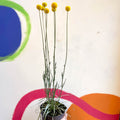 Craspedia globosa 'Golf Beauty' - Billy Buttons - Sprouts of Bristol