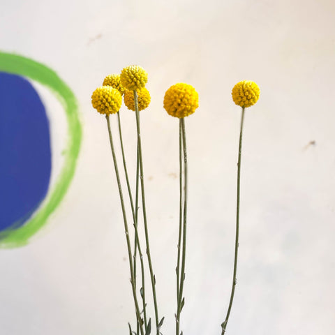 Craspedia globosa 'Golf Beauty' - Billy Buttons - Sprouts of Bristol