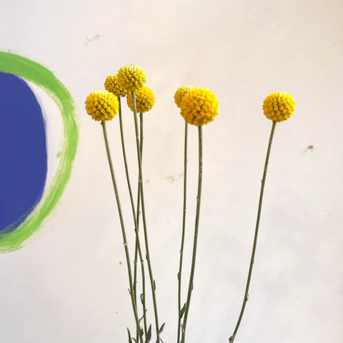 Craspedia globosa 'Golf Beauty' - Billy Buttons - Sprouts of Bristol