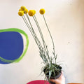 Craspedia globosa 'Golf Beauty' - Billy Buttons - Sprouts of Bristol