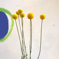 Craspedia globosa 'Golf Beauty' - Billy Buttons - Sprouts of Bristol