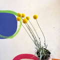 Craspedia globosa 'Golf Beauty' - Billy Buttons - Sprouts of Bristol