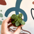 Crassula cotyledonis - Silver Ripple Jade - Sprouts of Bristol