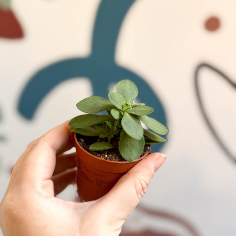Crassula cotyledonis - Silver Ripple Jade - Sprouts of Bristol