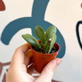 Crassula cotyledonis - Silver Ripple Jade - Sprouts of Bristol