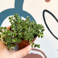 Crassula lanuginosa var. pachystemon 'David' - Sprouts of Bristol