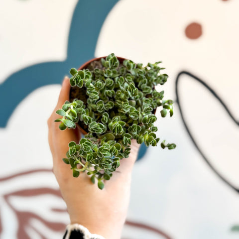 Crassula lanuginosa var. pachystemon 'David' - Sprouts of Bristol