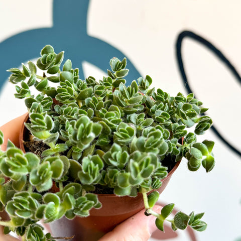Crassula lanuginosa var. pachystemon 'David' - Sprouts of Bristol
