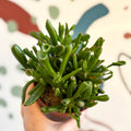 Crassula ovata 'Gollum' - Sprouts of Bristol