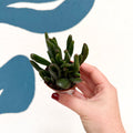 Crassula ovata ‘Hobbit’ - Sprouts of Bristol