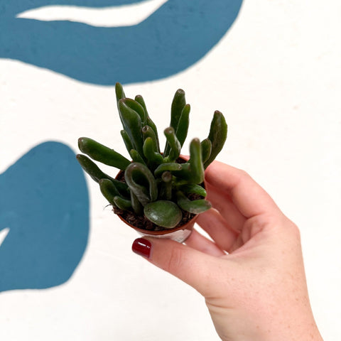 Crassula ovata ‘Hobbit’ - Sprouts of Bristol