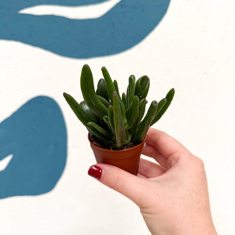 Crassula ovata ‘Hobbit’ - Sprouts of Bristol
