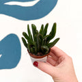 Crassula ovata ‘Hobbit’ - Sprouts of Bristol