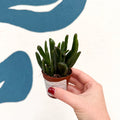 Crassula ovata ‘Hobbit’ - Sprouts of Bristol