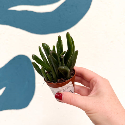 Crassula ovata ‘Hobbit’ - Sprouts of Bristol
