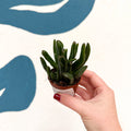 Crassula ovata ‘Hobbit’ - Sprouts of Bristol