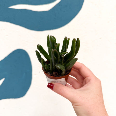 Crassula ovata ‘Hobbit’ - Sprouts of Bristol