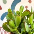 Crassula ovata - Jade Plant - Sprouts of Bristol