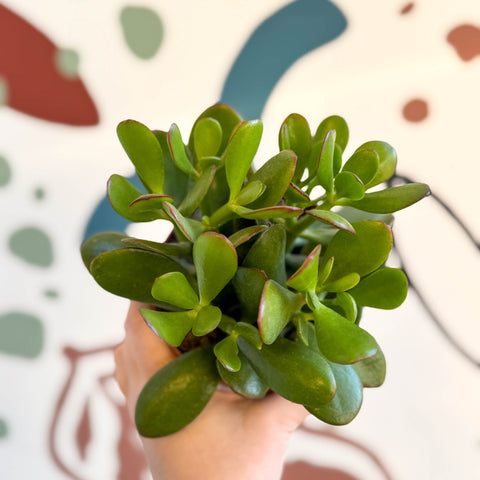 Crassula ovata - Jade Plant - Sprouts of Bristol