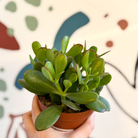 Crassula ovata - Jade Plant - Sprouts of Bristol