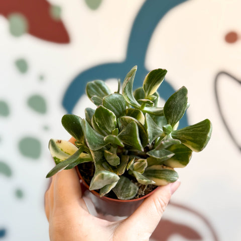 Crassula ovata 'Variegata' - Variegated Jade Plant - Sprouts of Bristol