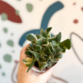 Crassula ovata 'Variegata' - Variegated Jade Plant - Sprouts of Bristol