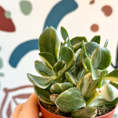 Crassula ovata 'Variegata' - Variegated Jade Plant - Sprouts of Bristol