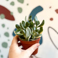 Crassula ovata 'Variegata' - Variegated Jade Plant - Sprouts of Bristol