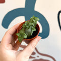 Crassula perforata - Sprouts of Bristol