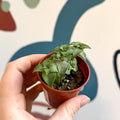 Crassula perforata - Sprouts of Bristol