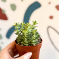 Crassula perforata 'variegata' - Variegated Necklace Vine - Sprouts of Bristol