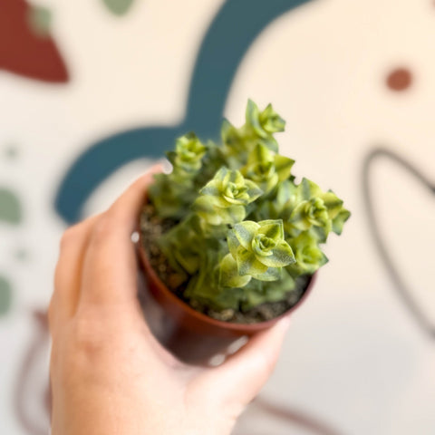 Crassula perforata 'variegata' - Variegated Necklace Vine - Sprouts of Bristol