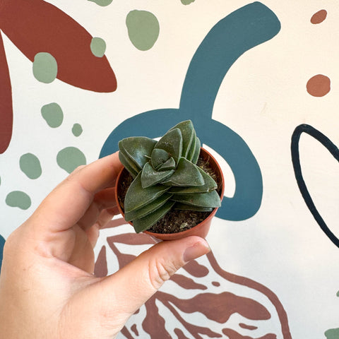 Crassula 'Springtime' - Sprouts of Bristol