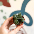 Crassula 'Springtime' - Sprouts of Bristol